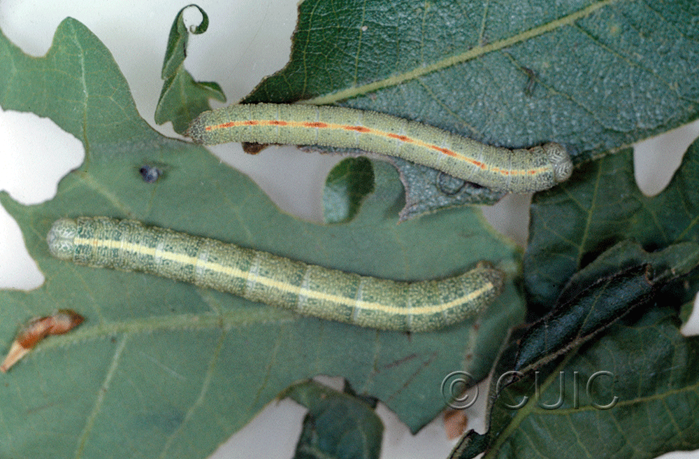 lateral view of larva Stenoporpia sp.