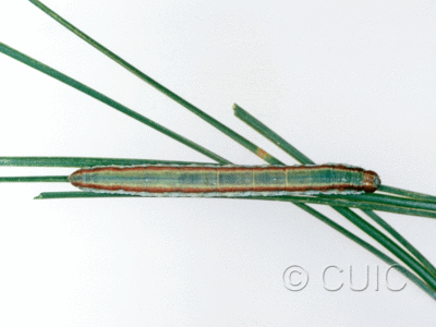 dorsal view of larva Stenoporpia vernalella on Pinus cembroides in USA: AZ