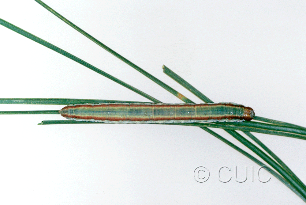 dorsal view of larva Stenoporpia vernalella on Pinus cembroides in USA: AZ