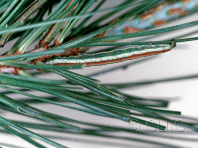 lateral view of larva Stenoporpia vernalella on Pinus cembroides in USA: AZ