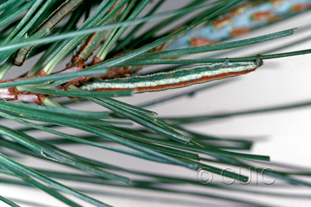 lateral view of larva Stenoporpia vernalella on Pinus cembroides in USA: AZ