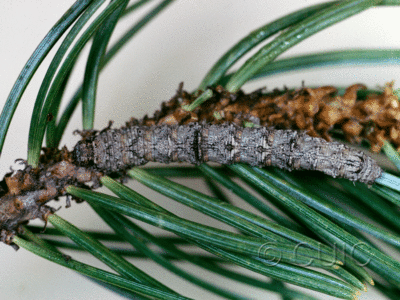 dorsal view of larva Stenoporpia vernata