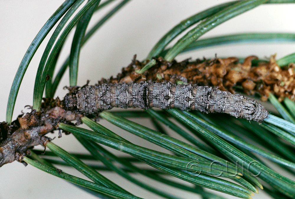 dorsal view of larva Stenoporpia vernata