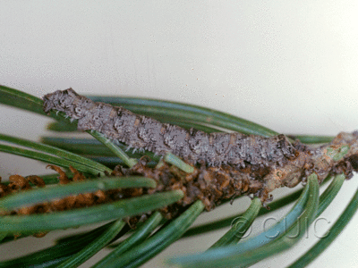 lateral view of larva Stenoporpia vernata