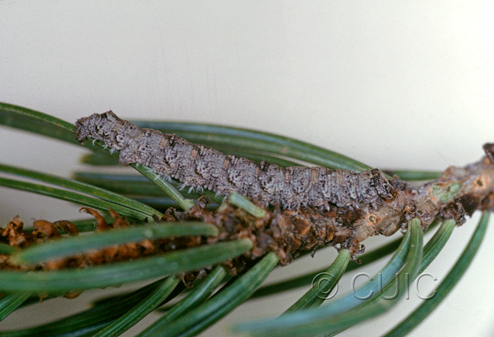 lateral view of larva Stenoporpia vernata