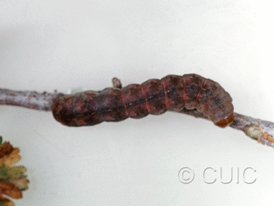dorsal view of larva Stretchia