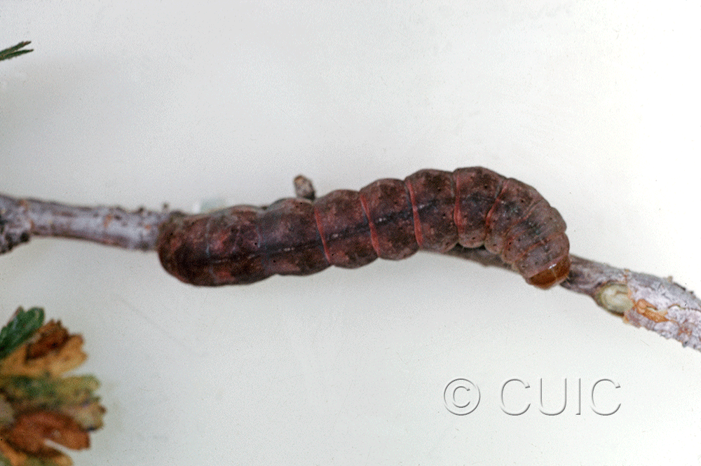 dorsal view of larva Stretchia