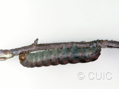lateral view of larva Stretchia