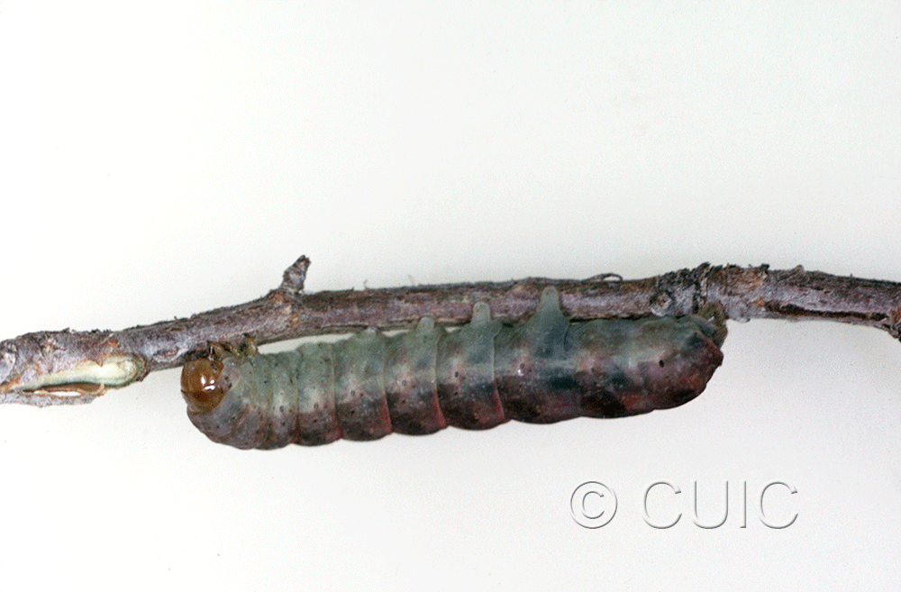 lateral view of larva Stretchia