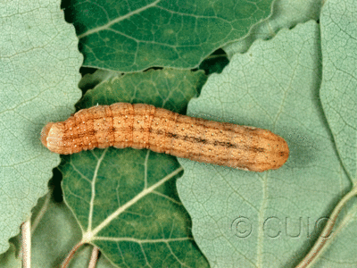 dorsal view of larva Sutyna privata on Pop. trem. & Rumex in USA: NY