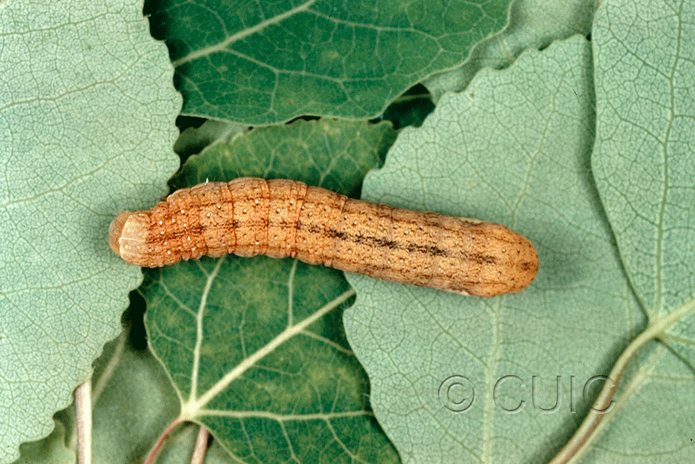 dorsal view of larva Sutyna privata on Pop. trem. & Rumex in USA: NY