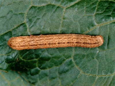 dorsal view of larva Sutyna privata on Pop. trem. & Rumex in USA: NY