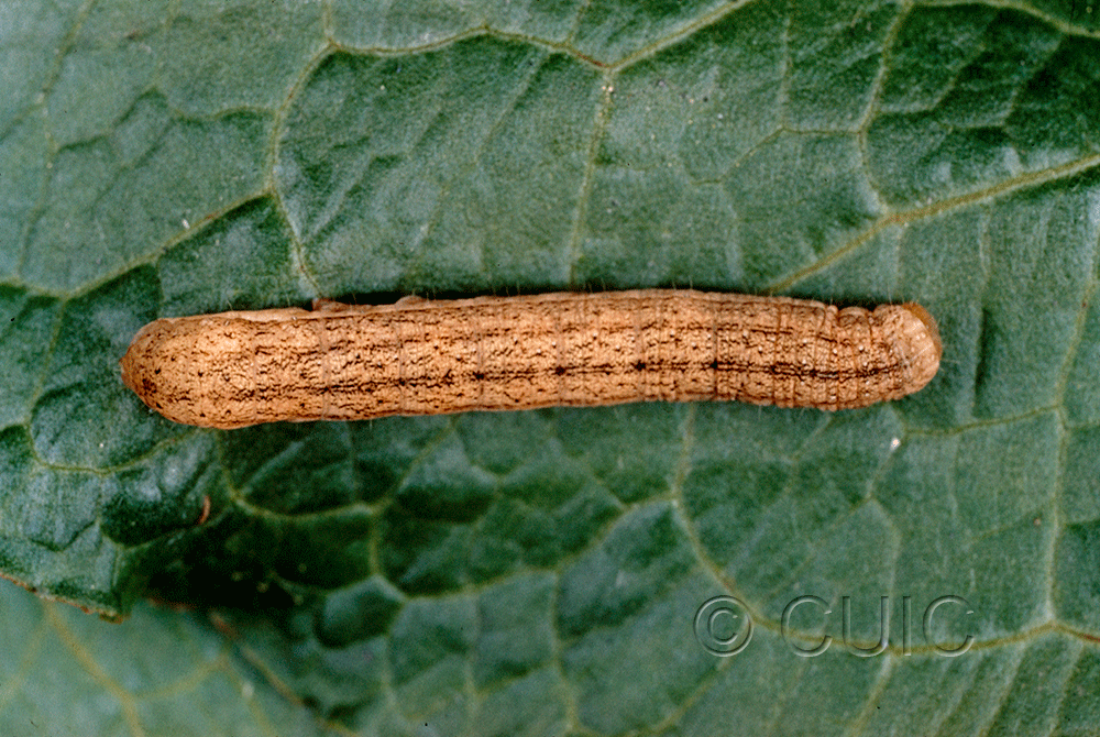 dorsal view of larva Sutyna privata on Pop. trem. & Rumex in USA: NY