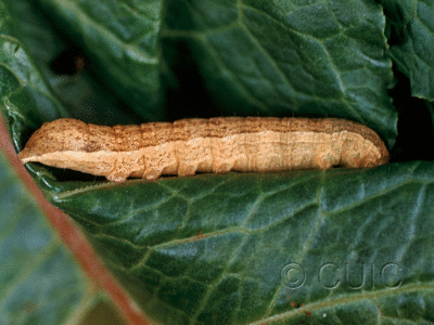 lateral view of larva Sutyna privata on Pop. trem. & Rumex in USA: NY