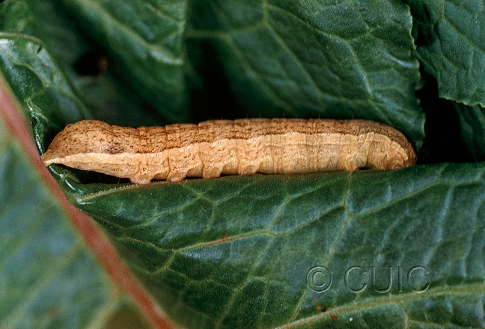 lateral view of larva Sutyna privata on Pop. trem. & Rumex in USA: NY