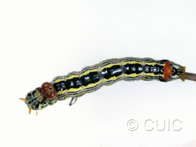 dorsal view of larva Symmerista in USA: AZ