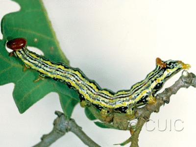 lateral view of larva Symmerista in USA: AZ