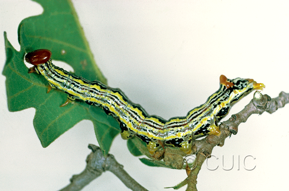 lateral view of larva Symmerista in USA: AZ