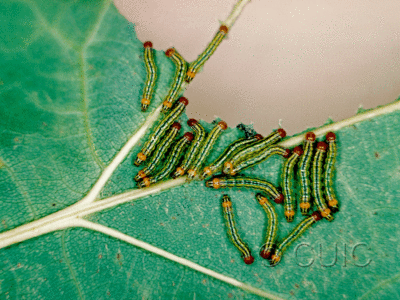 dorsal view of larva Symmerista