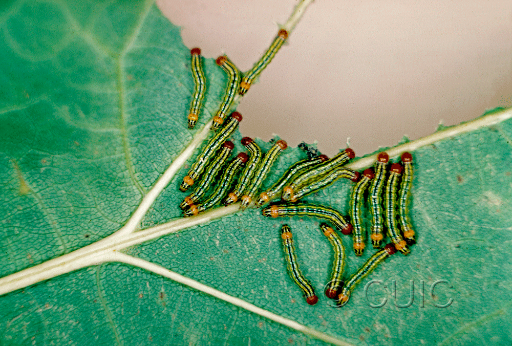 dorsal view of larva Symmerista