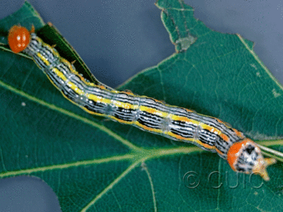 dorsal view of larva Symmerista canicosta on Quercus in USA: NY