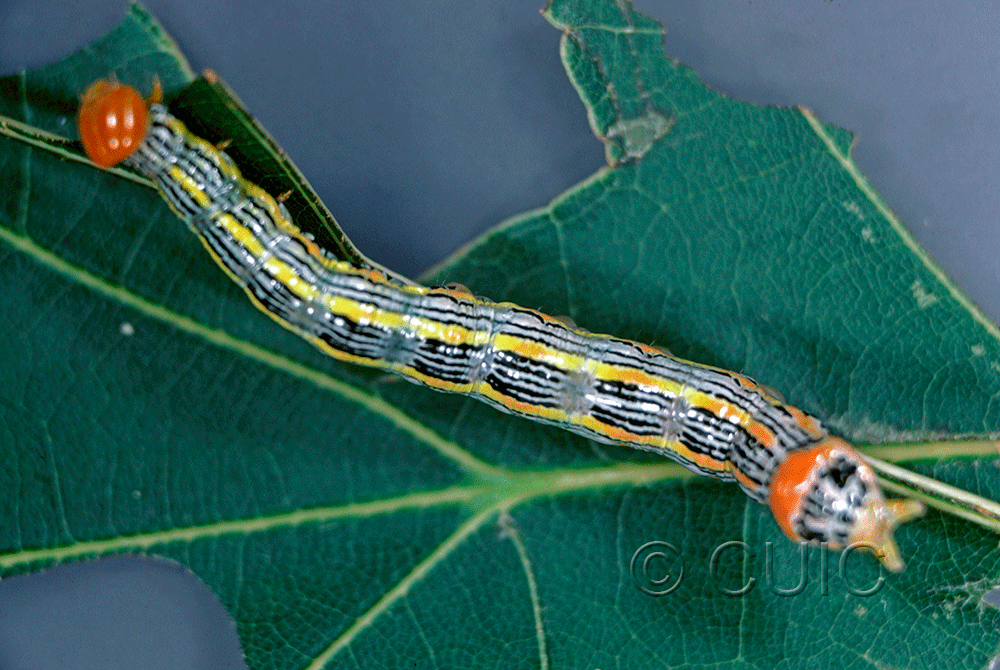 dorsal view of larva Symmerista canicosta on Quercus in USA: NY