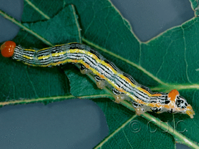 lateral view of larva Symmerista canicosta on Quercus in USA: NY