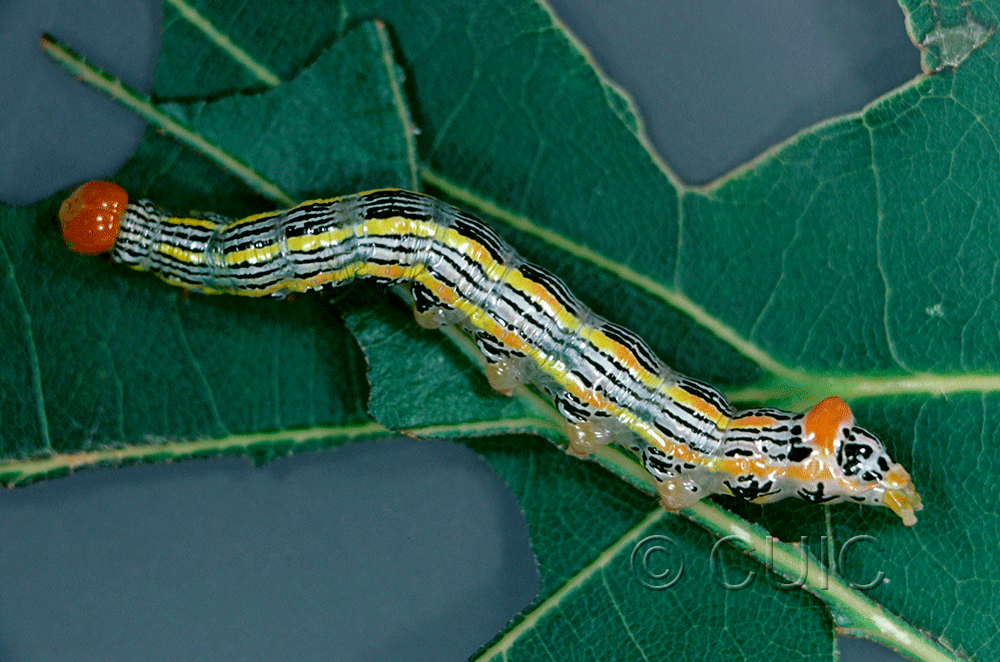 lateral view of larva Symmerista canicosta on Quercus in USA: NY