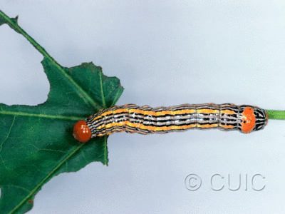dorsal view of larva Symmerista leucitys on Quercus in USA: NY