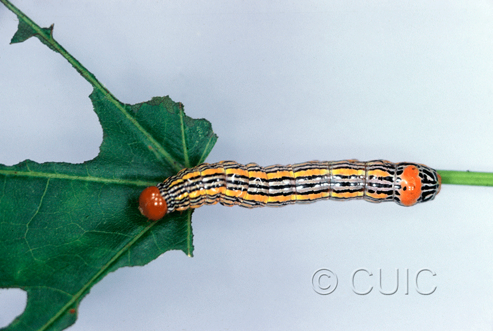 dorsal view of larva Symmerista leucitys on Quercus in USA: NY