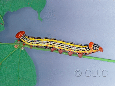 lateral view of larva Symmerista leucitys on Quercus in USA: NY