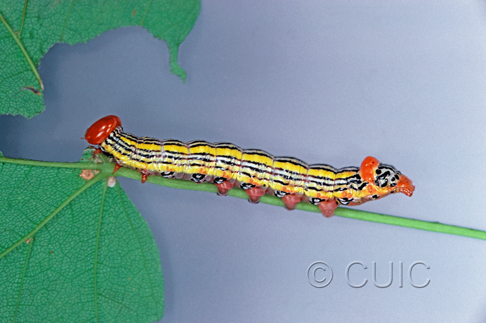 lateral view of larva Symmerista leucitys on Quercus in USA: NY