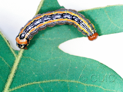 dorsal view of larva Symmerista suavis on Quercus gambelii in USA: AZ