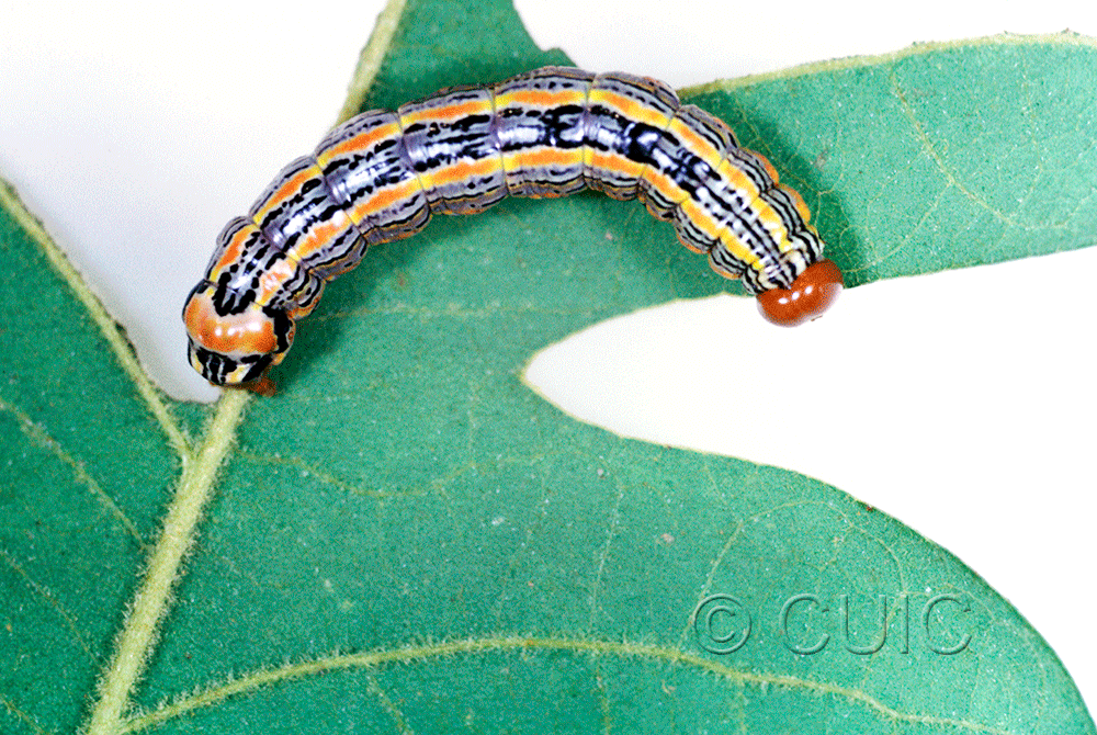 dorsal view of larva Symmerista suavis on Quercus gambelii in USA: AZ