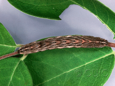 dorsal view of larva Sympistis badistriga on Lonicera dioica in USA: NY