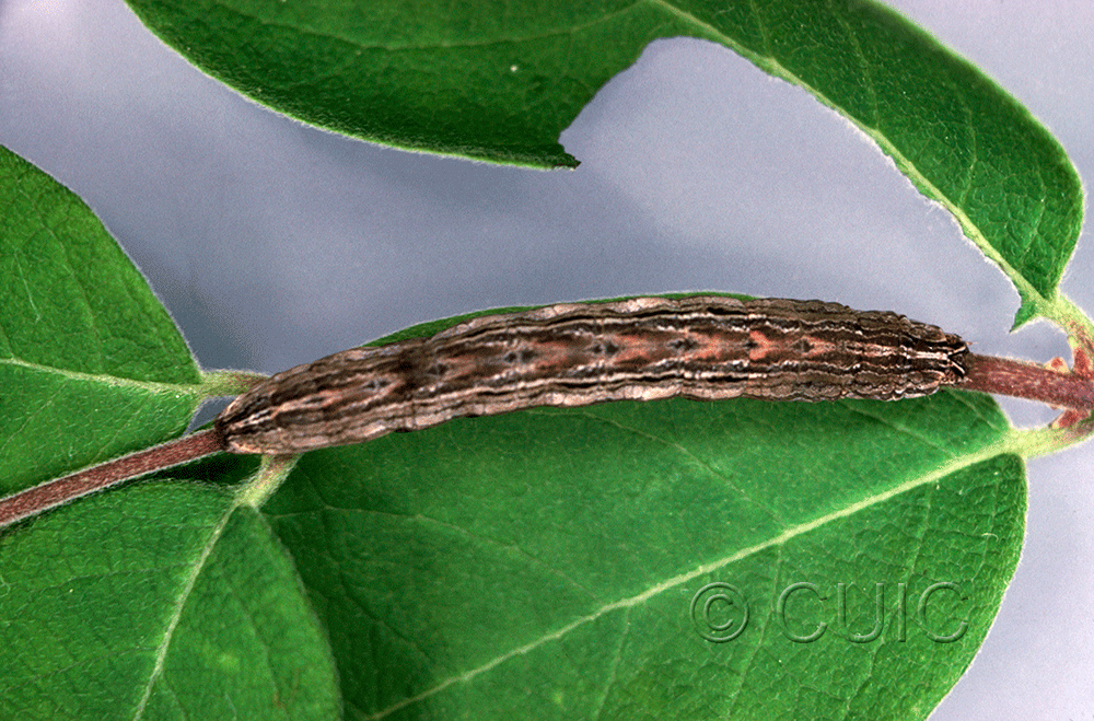 dorsal view of larva Sympistis badistriga on Lonicera dioica in USA: NY
