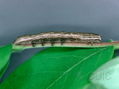 lateral view of larva Sympistis badistriga on Lonicera dioica in USA: NY