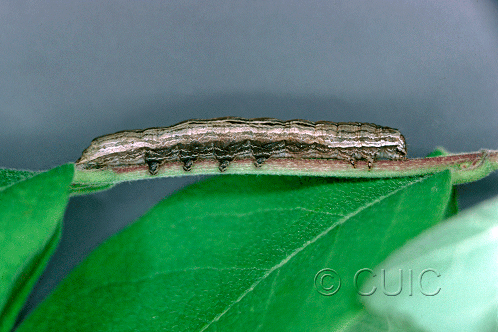 lateral view of larva Sympistis badistriga on Lonicera dioica in USA: NY