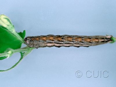 dorsal view of larva Sympistis badistriga on Lonicera dioica in USA: NY