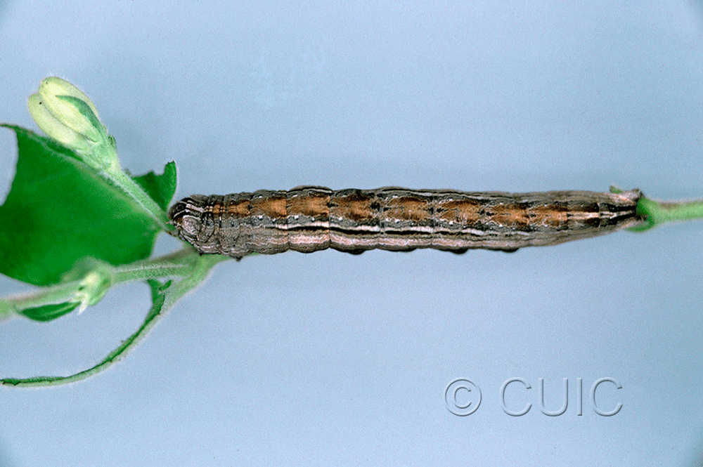 dorsal view of larva Sympistis badistriga on Lonicera dioica in USA: NY
