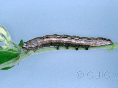 lateral view of larva Sympistis badistriga on Lonicera dioica in USA: NY
