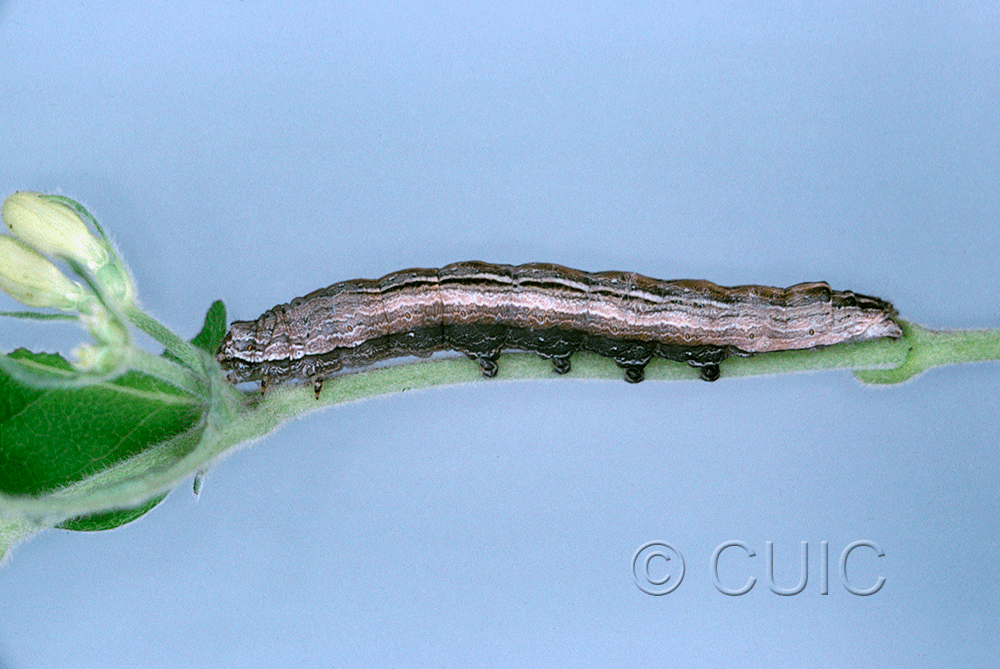 lateral view of larva Sympistis badistriga on Lonicera dioica in USA: NY