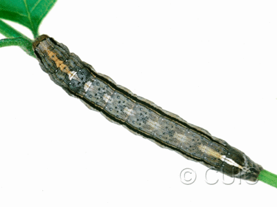 dorsal view of larva Sympistis chionanthi on Fraxinus americanus in USA: NY