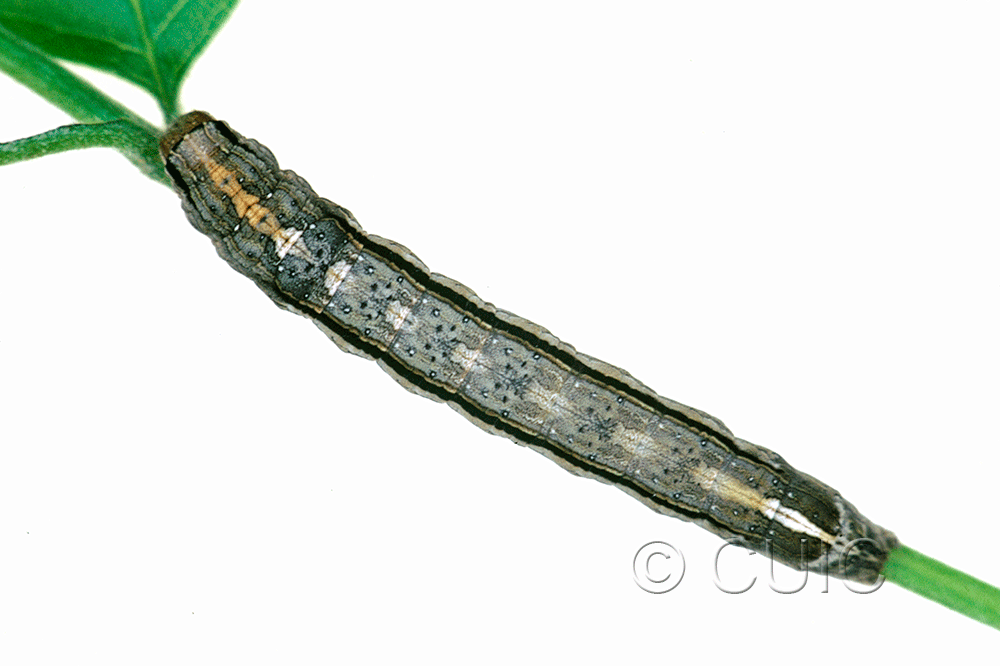 dorsal view of larva Sympistis chionanthi on Fraxinus americanus in USA: NY