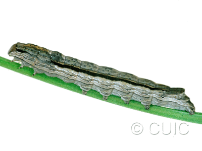 lateral view of larva Sympistis chionanthi on Fraxinus americanus in USA: NY