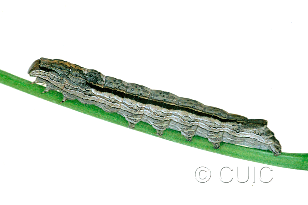 lateral view of larva Sympistis chionanthi on Fraxinus americanus in USA: NY