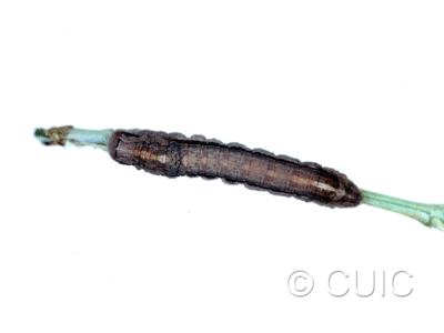 dorsal view of larva Sympistis chionanthi on Symphiocarpus in USA: SD