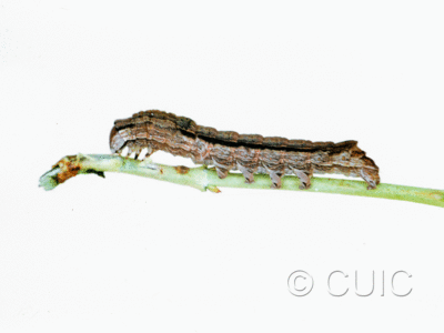 lateral view of larva Sympistis chionanthi on Symphiocarpus in USA: SD
