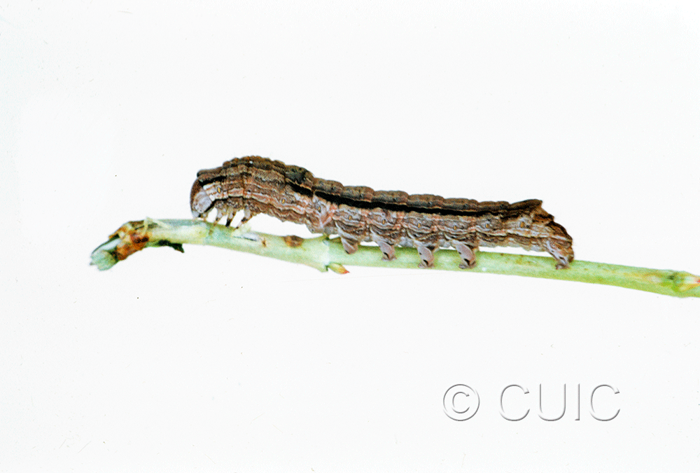 lateral view of larva Sympistis chionanthi on Symphiocarpus in USA: SD