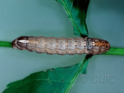 dorsal view of larva Sympistis chionanthi on Fraxinus americanus in USA: MN